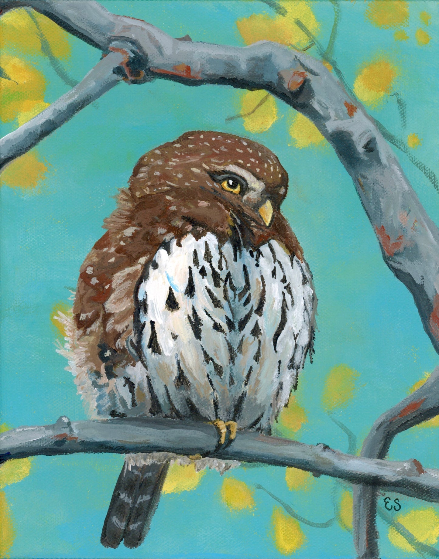 Northern Pygmy Owl - Fine Art Print