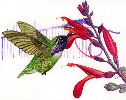 Costa's Hummingbird Original Watercolor 8.5 x 11in