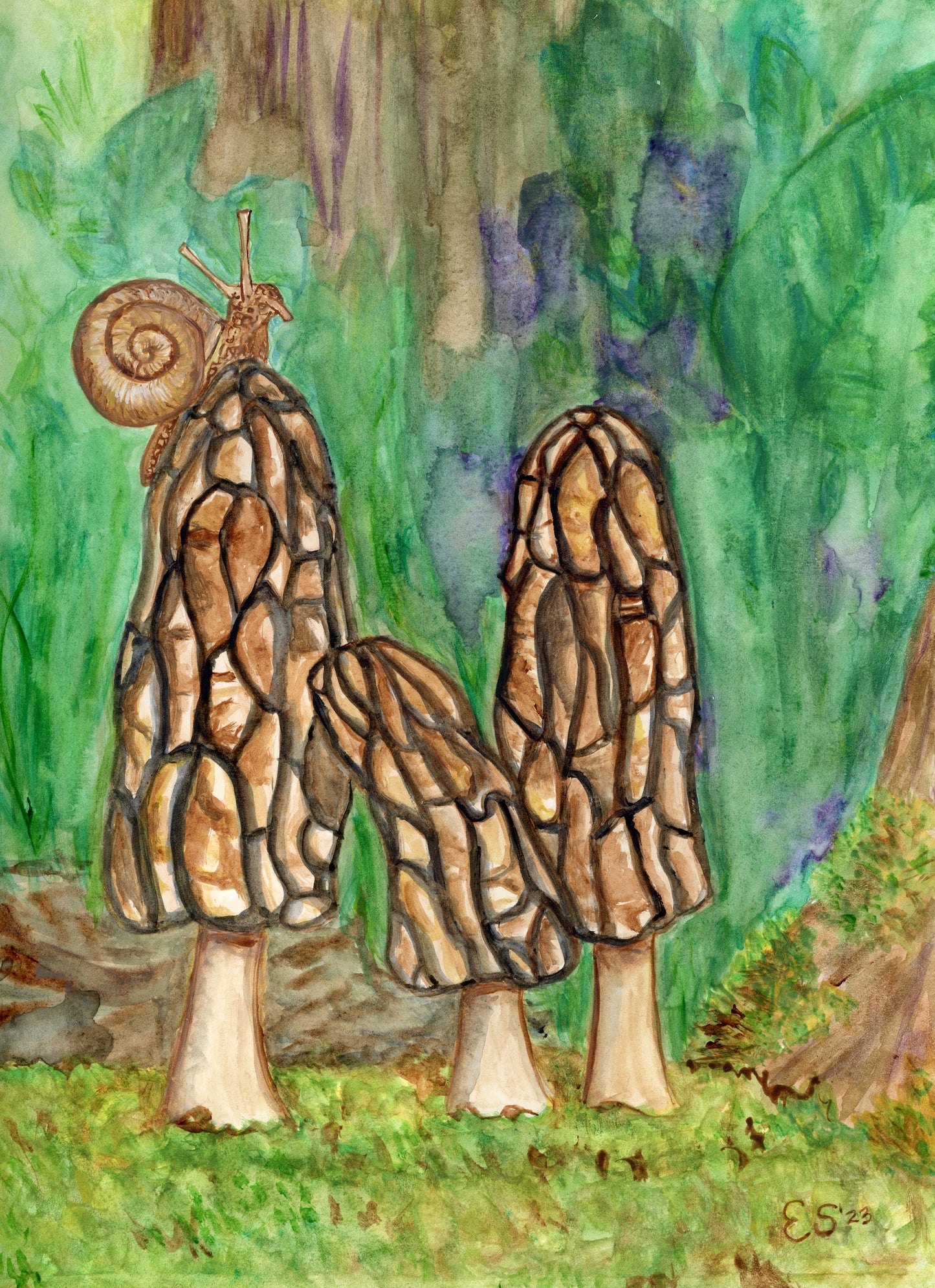 Morel Mushrooms Fine Art Print