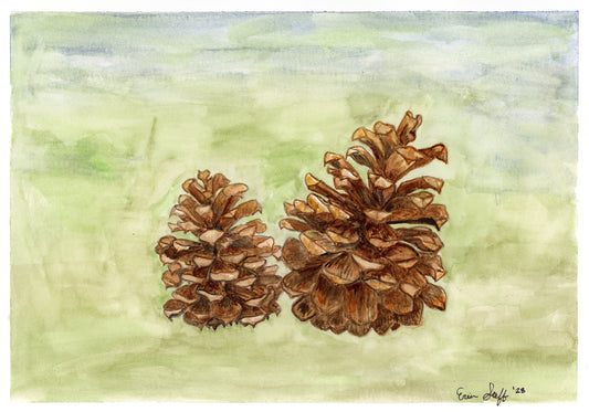 Pine Cones Fine Art Print