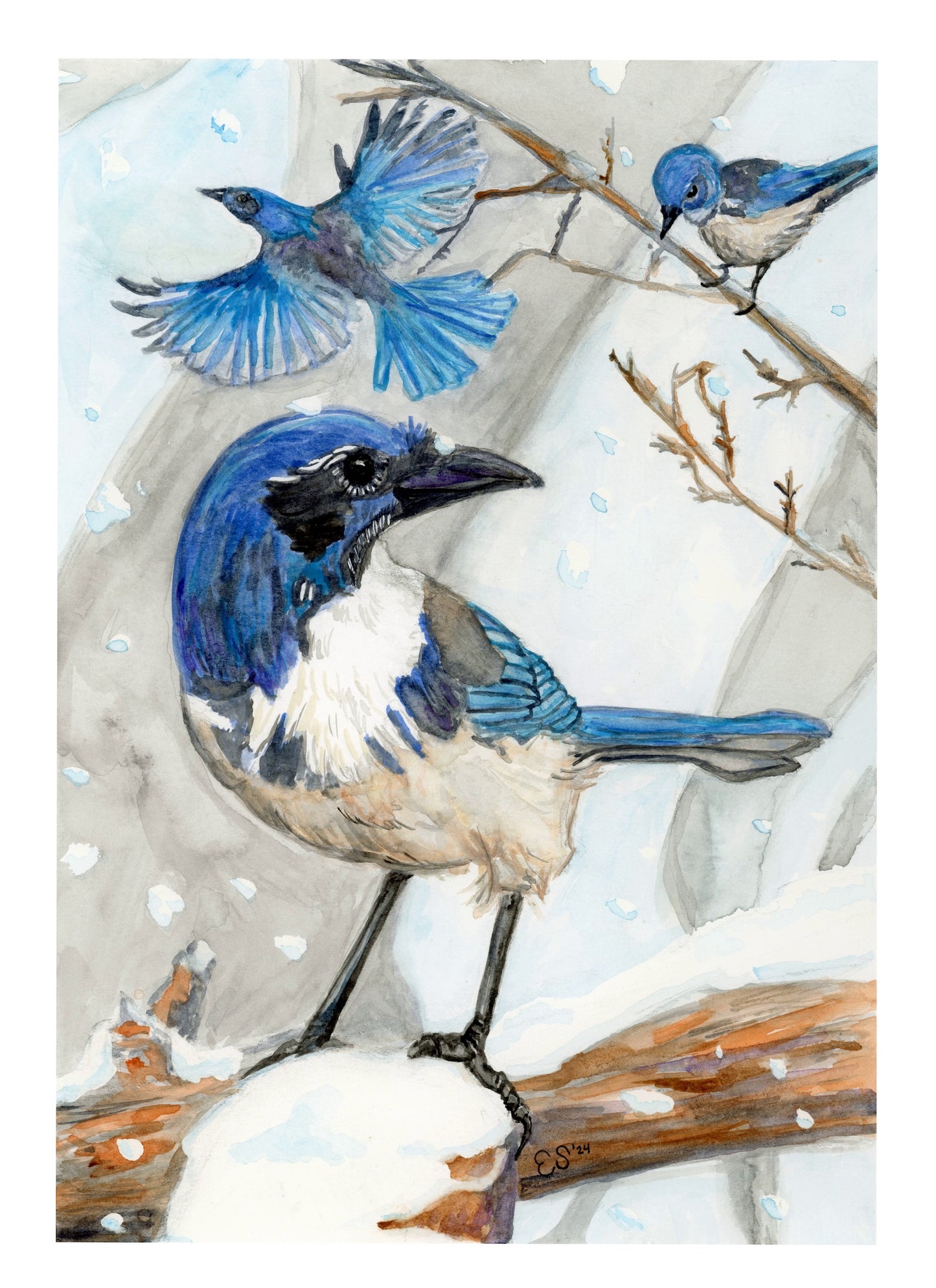 Scrub Jay Fine Art Print