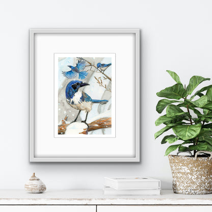 Scrub Jay Fine Art Print